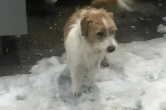 Пропала собака Макс, ул. Ленинского Комсомола, 8А, Чебоксары