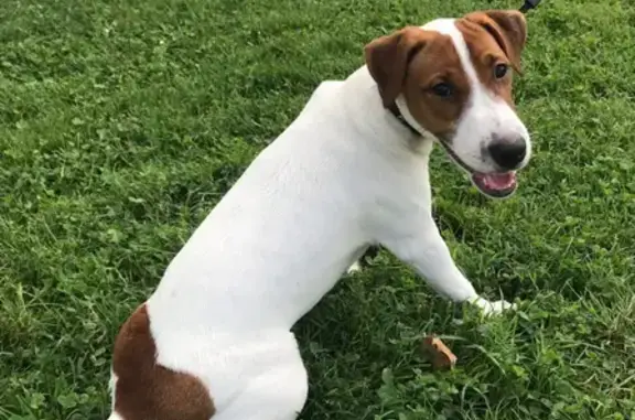 Пропала собака в Кабардинке, порода Джек Рассел, вознаграждение.