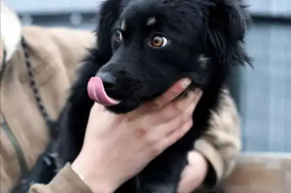 Собака Майра ищет дом на Благодатной улице в Ростове-на-Дону 🐶❤️