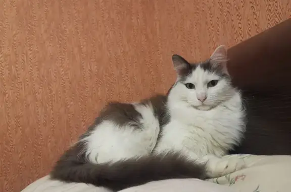 Пропала кошка на улице Мурадьяна, 20 в Нижнекамске