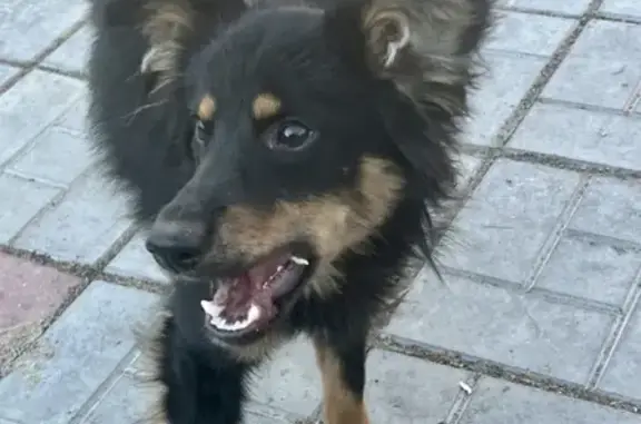 Найдена собака на Московской улице в Саратове