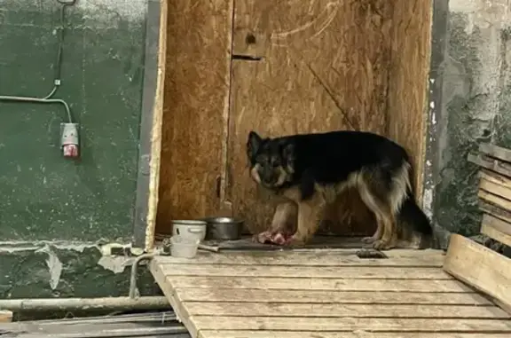Пропала собака Альфа на ул. Зелёная Роща, Бердск