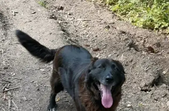 Пропала собака на Пироговском шоссе, Мытищи