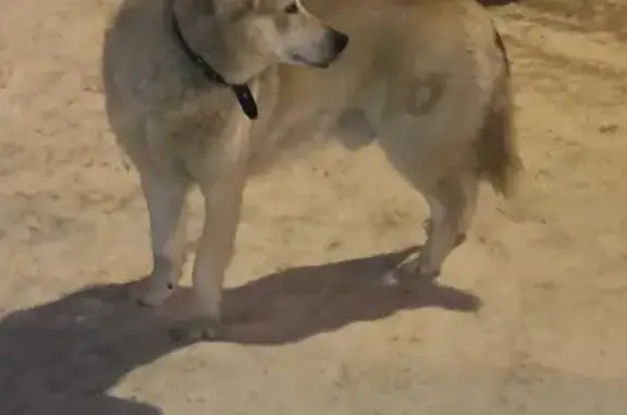 Найдена собака на Брянской, 2 в Наро-Фоминске