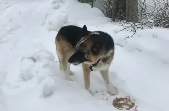 Найдена собака, Москва, фото: Найден пугливый кобель возле р. Клязьма, СНТ 