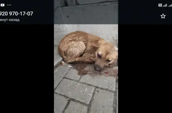 Найдена собака на ул. Полетаева, Рязань