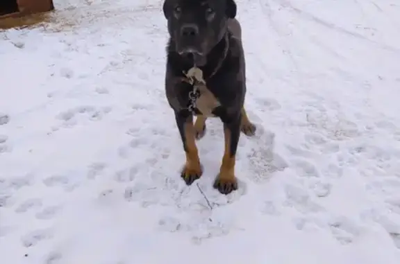 Собака найдена в Солонцах на ул. 19