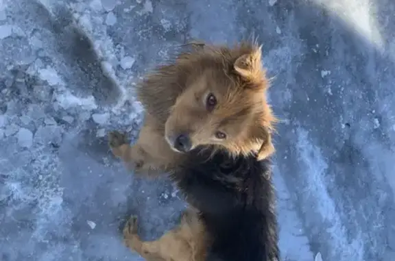 Найдена собака возле Тухачевского 61, чип есть