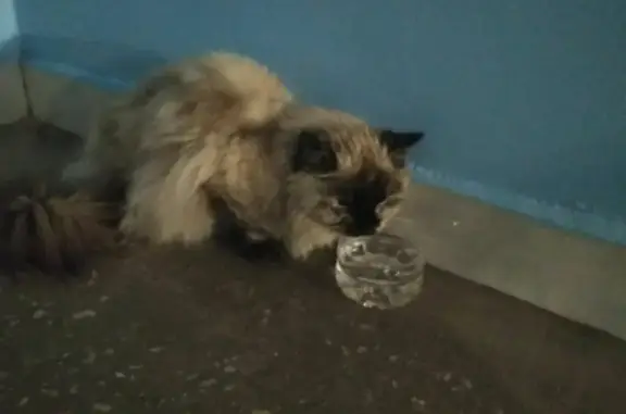 Найдена молодая кошка в подъезде на ул. Молокова, 40