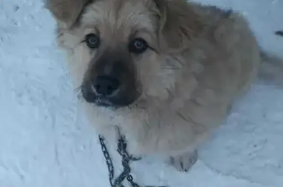 Пропала собака Актырнак на улице Мира