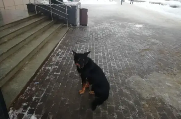 Найдена собака с ошейником на улице Понтекорво, 11 в Дубне
