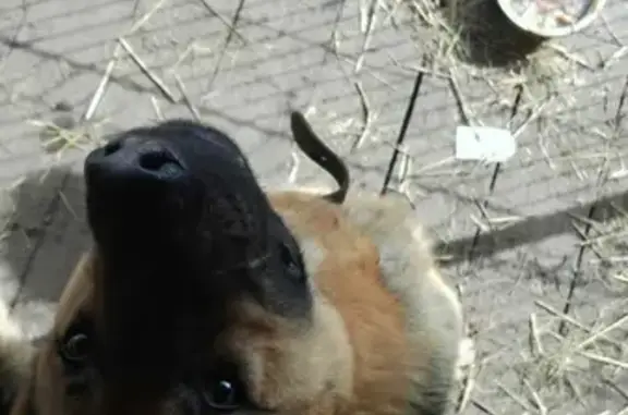Собака найдена у трассы М-4 Р-298, Отрадное