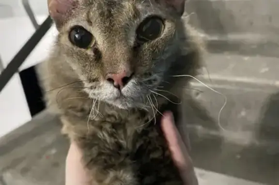 Потерянная кошка на Мельникайте, 66 в Тюмени