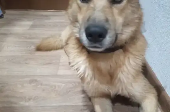 Найденные животные Нижний Новгород, фото: Найдена собака на пр. Героев, ул. Пискунова, Н. Новгород