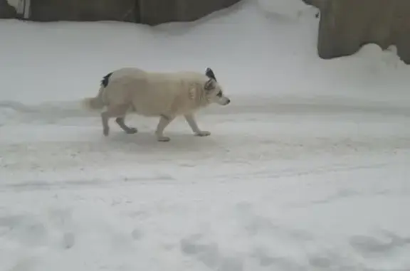 Собака на ул. Калинина, 45, Мурманск найдена