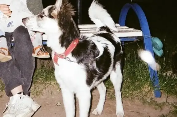 Пропала собака Моника на улице Костычева, Брянск