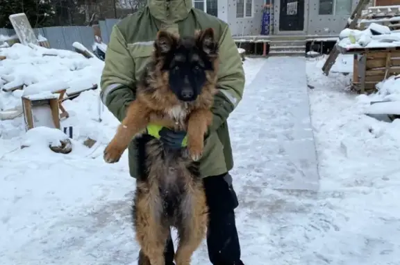 Пропала овчарка в Подольске, вознаграждение