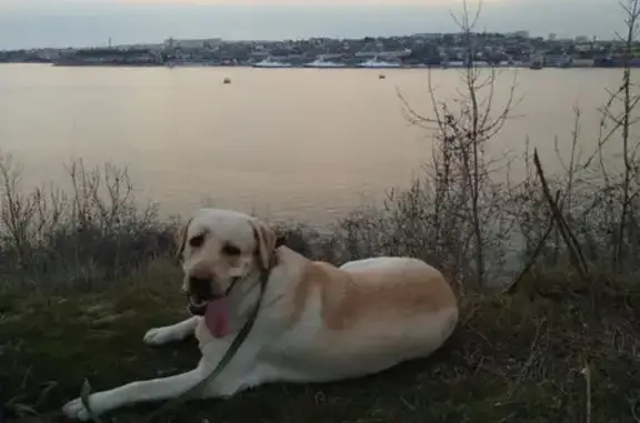 Собаки потеряшки, , фото: Потеряшка собака на Полтавской, 7