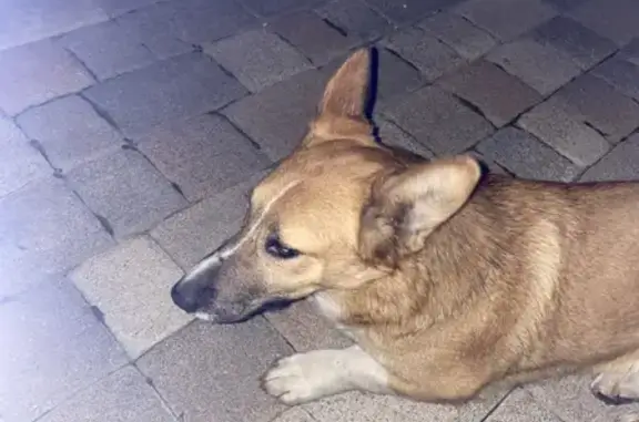 Собака Корги найдена на Кузнечной, 276, Ростов-на-Дону