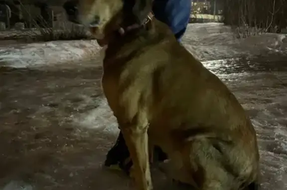 Найдена собака в Павшино, контакты внутри