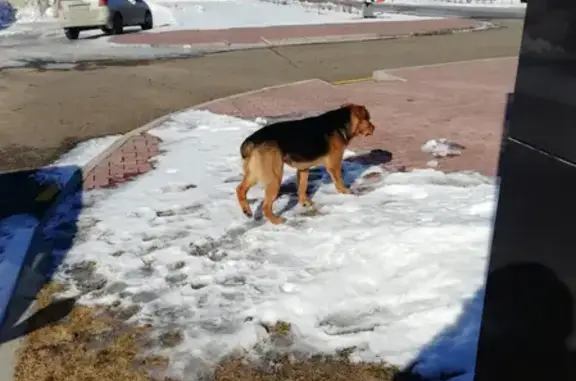 Собака с травмированной лапой на стоянке аэропорта, Томск.