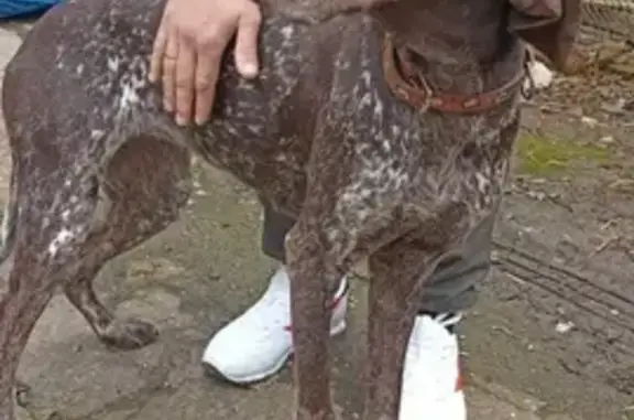 Собака породы Куцхар найдена на Ростовском шоссе в Краснодаре.