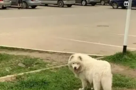 Пропала собака Лайка на Солнечной улице, Майкоп