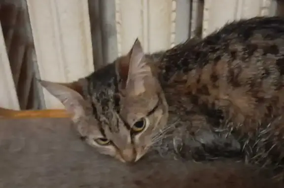 Найдена домашняя кошка возле магазина на ул. Чернышевского, Уфа