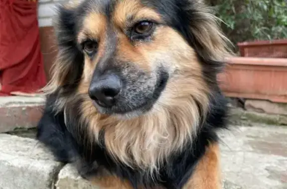 Пропала собака Чуня на улице Короленко, 129А, Кропоткин