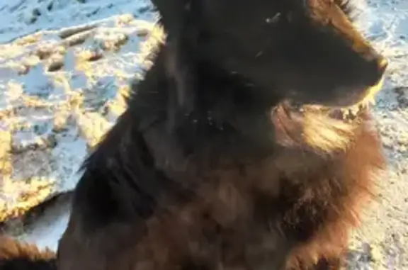 Пропала собака в Ангарске, чёрная с белой грудкой, синий ошейник.