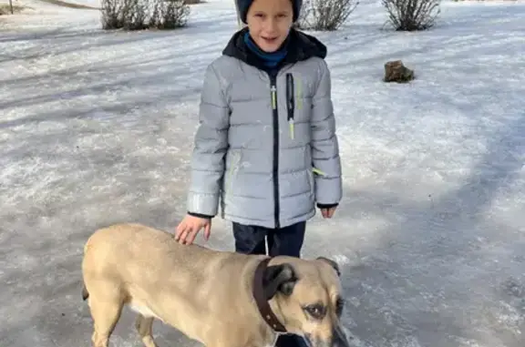 Собака найдена возле школы 72 в Ульяновске, потеряшка.