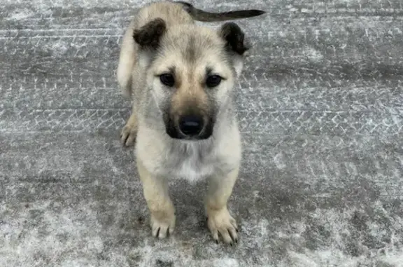 Найден щенок на Центральной площади, Вилючинск - срочно нужна помощь!