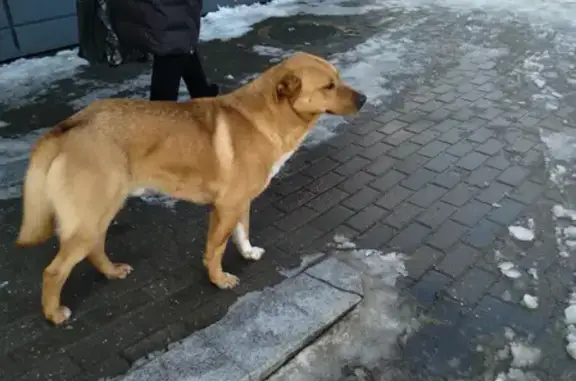 Собака на Новоугличском шоссе 15, Сергиев Посад