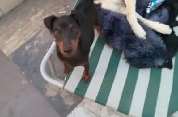 Пропала собака в Рязани: Белый-черный с рыжим, 3-й Дягилевский проезд