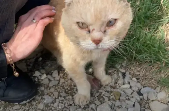 Найдена кошка на ул. Мира, 61 в Новомихайловском