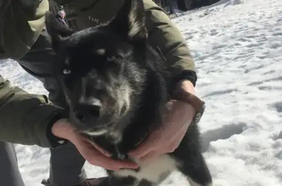 Собака найдена на Президентском бульваре в Чебоксарах