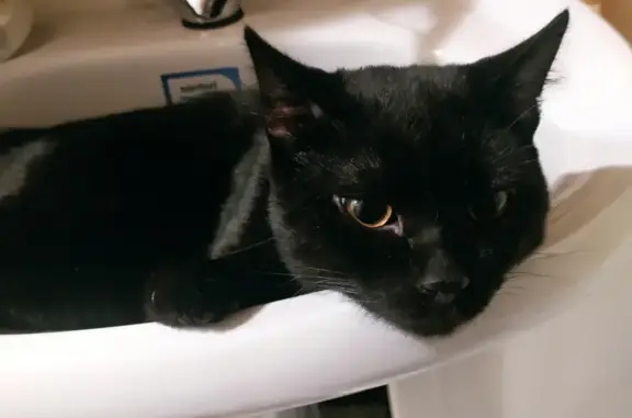 Пропал крупный кот черного цвета на улице Маркова, 65