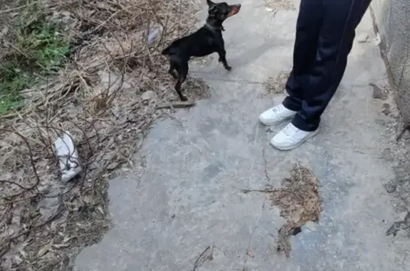 Собака найдена на Кемеровской, 43Б, Воронеж.