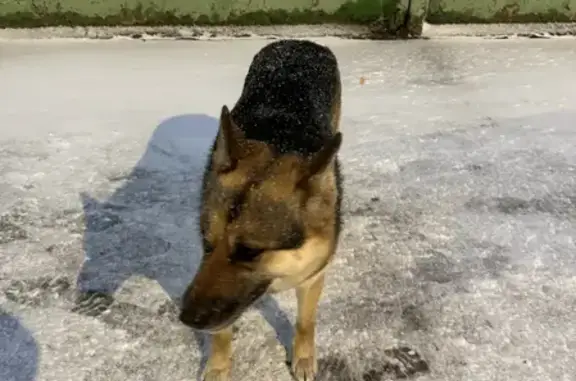 Найдена собака на Рязанском проспекте
