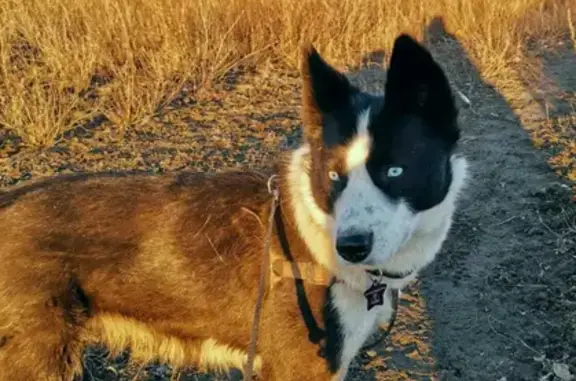 Найдена собака в Волжском, ищем старых хозяев