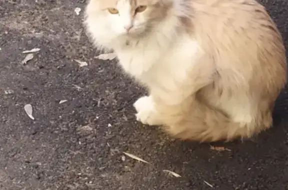 Пропала кошка на Самарской, найдена на ул. 67