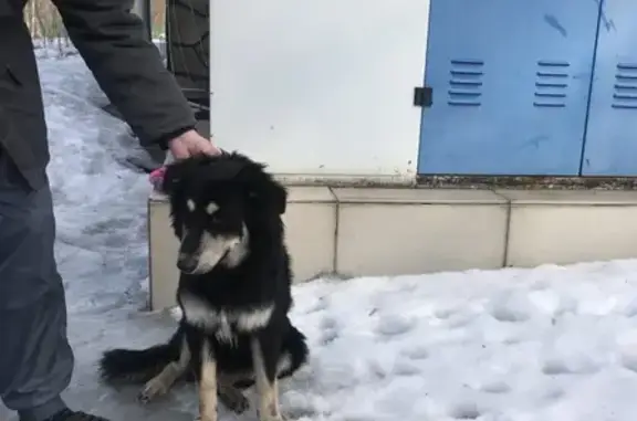 Найдена собака на улице Памирская, 16Б