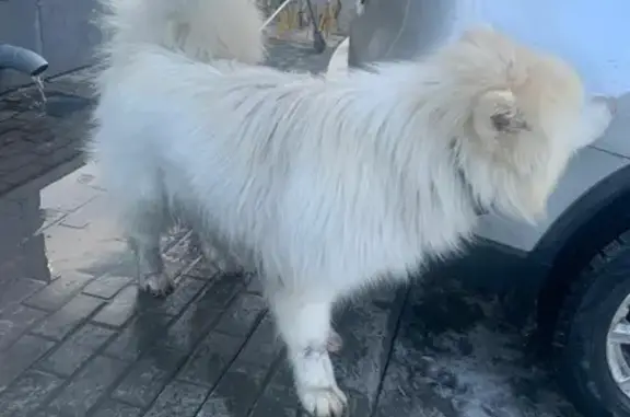 Найдена собака в деревне Ельня, Богородский городской округ