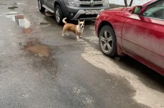Пропала собака на Малой Семёновской, Москва