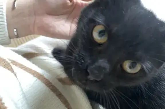 Найдена черная кошка на Радужной ул. 3 в Светлогорске.