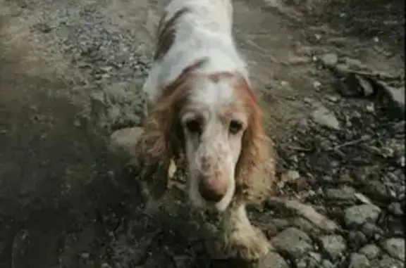 Собака найдена на улице Габышева, Волгоград