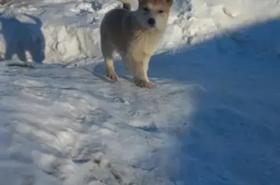 Собаки потеряшки, Лебяжье, фото: Потеряшка щенок Туман на ул. Панова, 11, Лебяжье