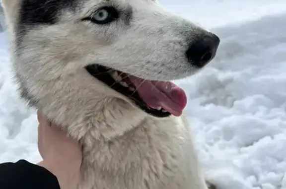 Найдена собака, Московская область, фото: Найдена собака Хаски без ошейника в Московской области