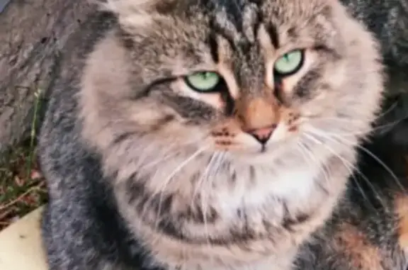 Пропала кошка на Гребневском питомнике, вознаграждение