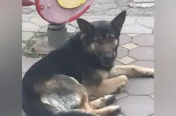 Собака найдена на Большой Садовой, Ростов-на-Дону